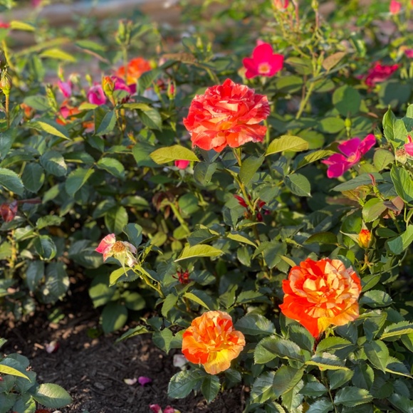 Meet your Posher, Khristina - Picture 3 of 5